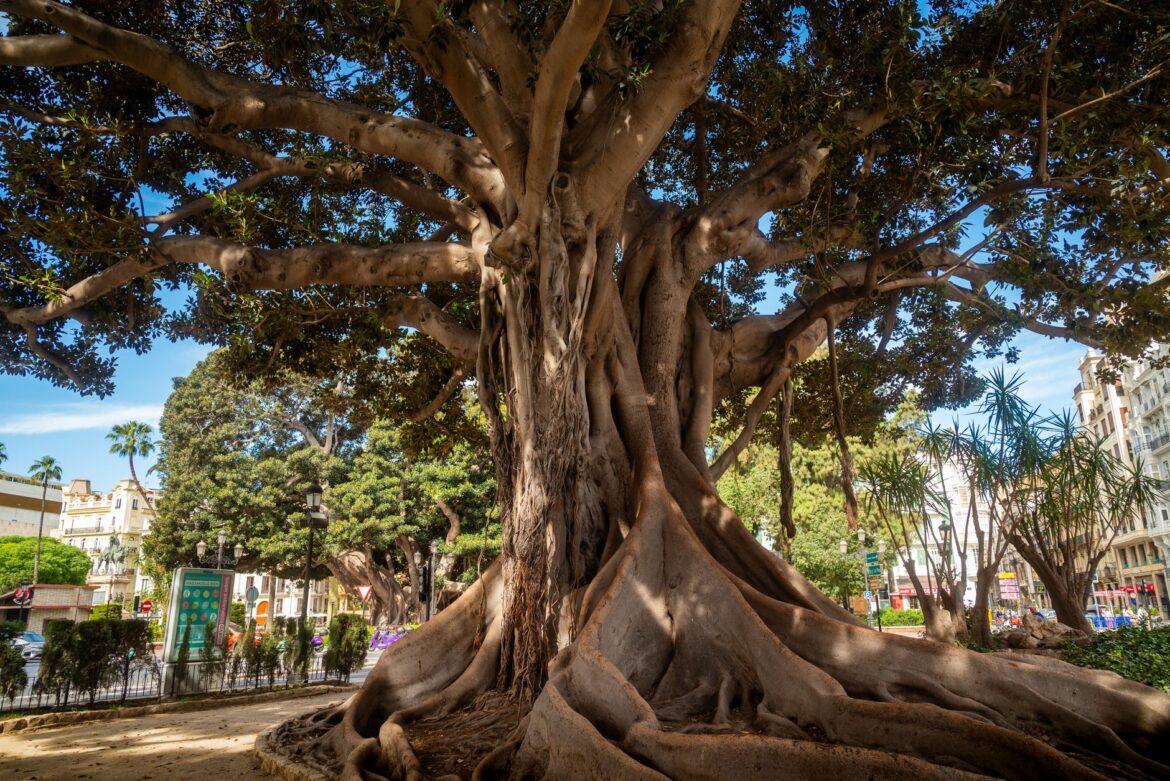 Un gran árbol Banyan con raíces extensas en un vibrante parque de la ciudad de Valencia, España.