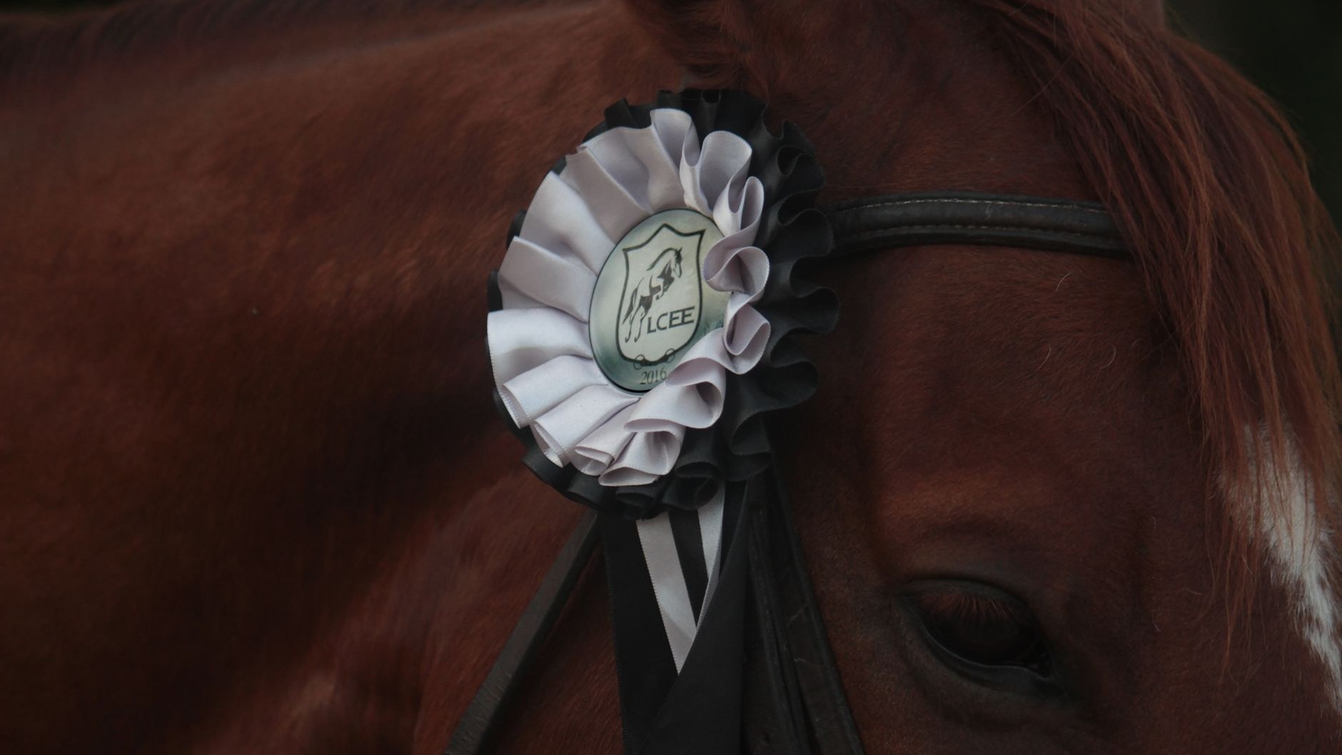Un caballo que lleva una cinta de premio blanca y negra, mostrando logro.